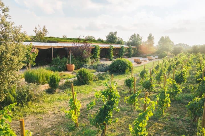 Horse Riding and Wine Tasting Experience