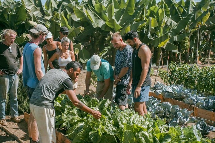 Tenerife's Hidden Oasis Cover: Sustainable Farm Tour