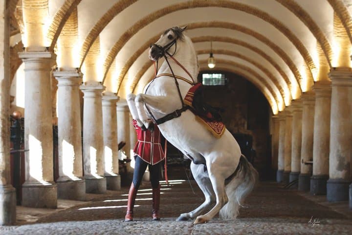 Equestrian Show Royal Stables of Córdoba
