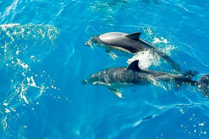 Benalmadena Catamaran : Dolphins, Tapas and Sea Baths 2hrs. 30min.