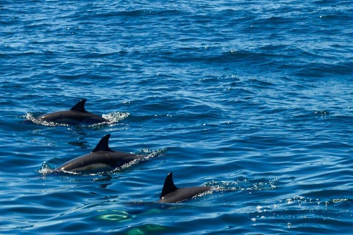 Gibraltar and Dolphin Watching Excursion from Malaga