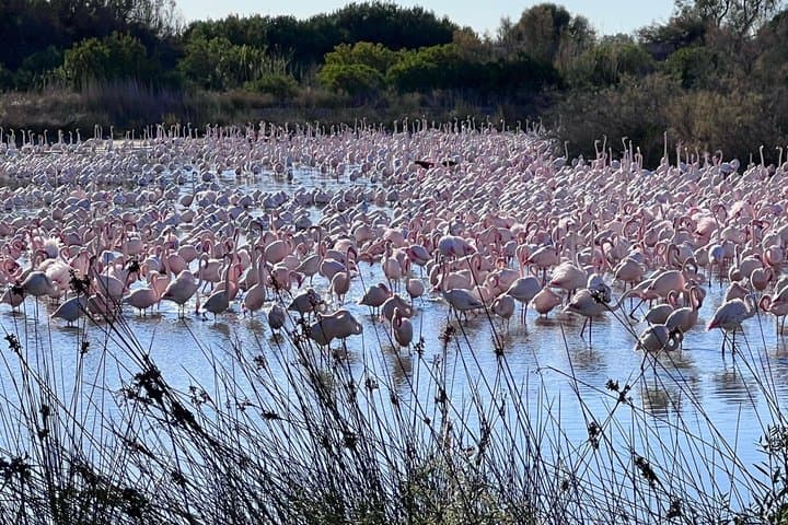 Private Tour of the Albufera Natural Park with Boat Tour