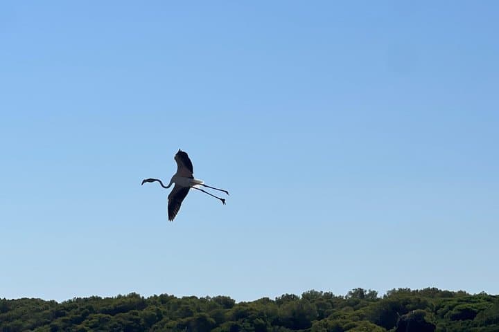 Private Tour of the Albufera Natural Park with Boat Tour