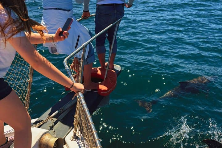2h boat trip looking for dolphins in Estepona/drink&snacks