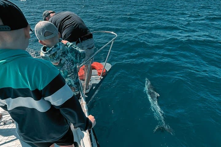 2h boat trip looking for dolphins in Estepona/drink&snacks