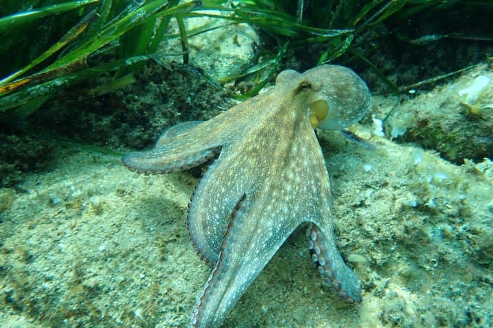 Costa Brava Tour: Kayak, Snorkel & Cliff Jump from Barcelona