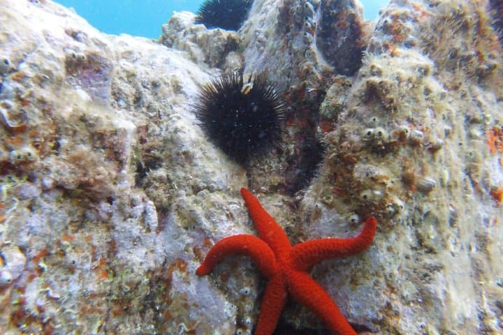 Costa Brava Tour: Kayak, Snorkel & Cliff Jump from Barcelona