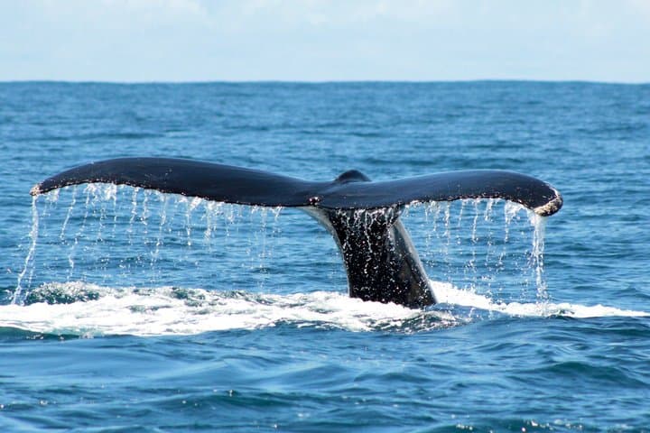 Private Shore Tour: Whale Watching Adventure in Costa Adeje