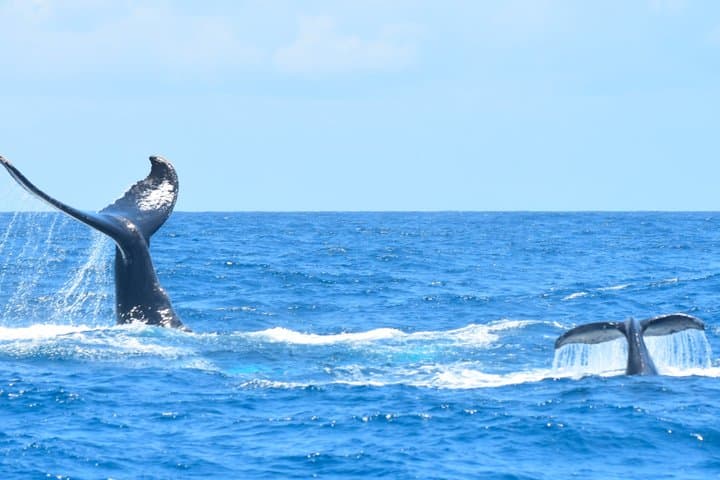 Private Shore Tour: Whale Watching Adventure in Costa Adeje