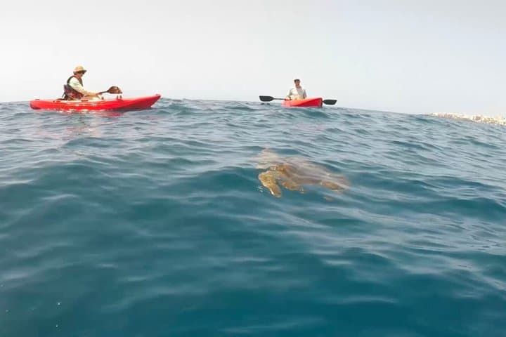 Sunset kayaking trip in Alcalá: single kayaks, max. 6 people
