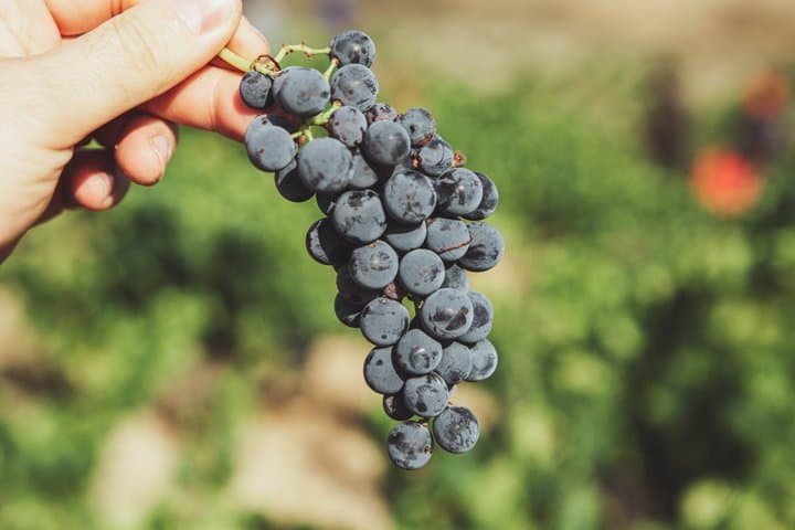 Private Tour of LMT Winery in Pamplona with Wine Tasting
