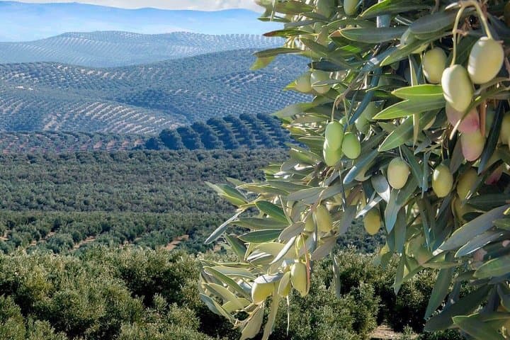 Jaén Discover the Secrets of Olive Oil: Tour & Sensory Tasting