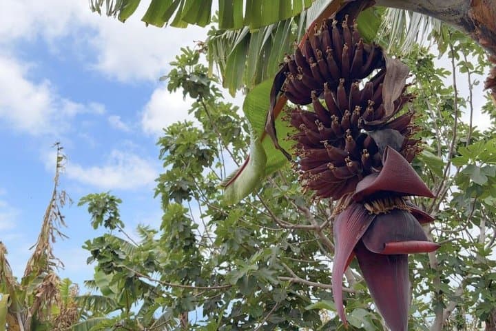 Historical Walk & Eco Banana Farm Tour in Guía de Isora, Tenerife