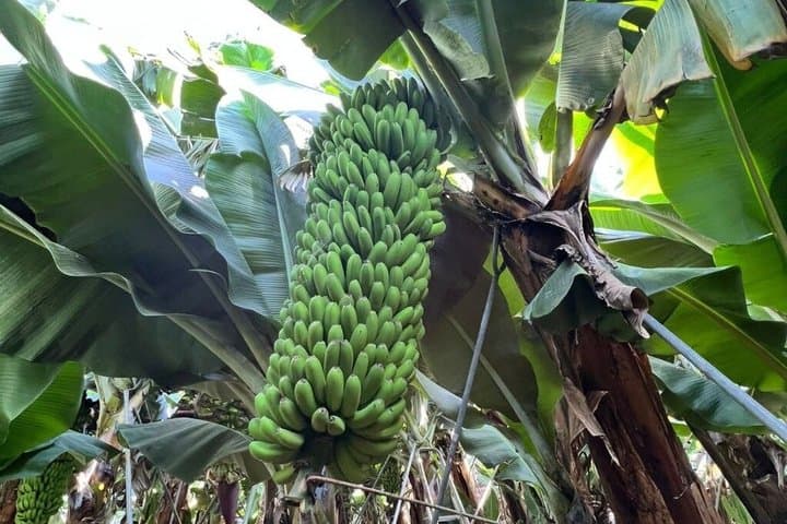 Historical Walk & Eco Banana Farm Tour in Guía de Isora, Tenerife