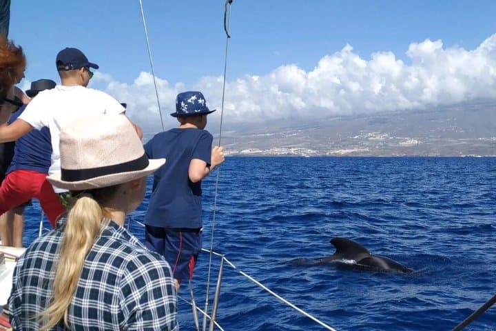 3-hour whale watching on a luxury sailboat in Costa Adeje