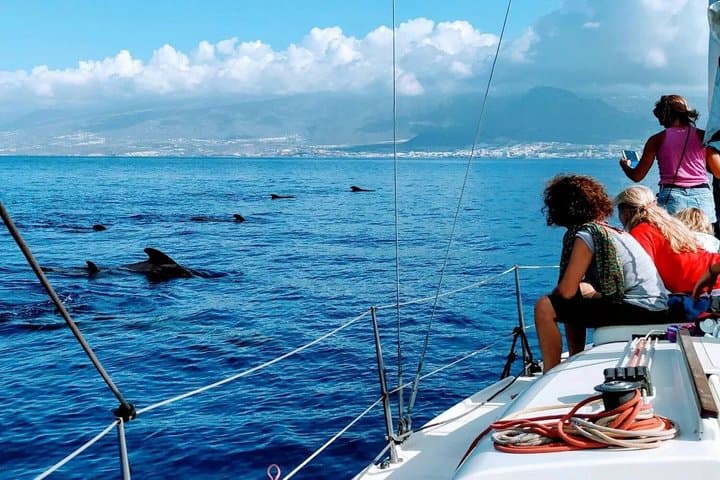 3-hour whale watching on a luxury sailboat in Costa Adeje