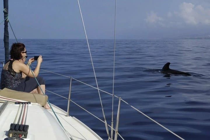3-hour whale watching on a luxury sailboat in Costa Adeje