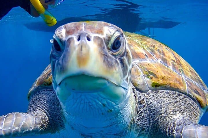 Tenerife Guided Snorkeling Tour with Gear