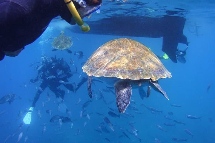 Tenerife Guided Snorkeling Tour with Gear