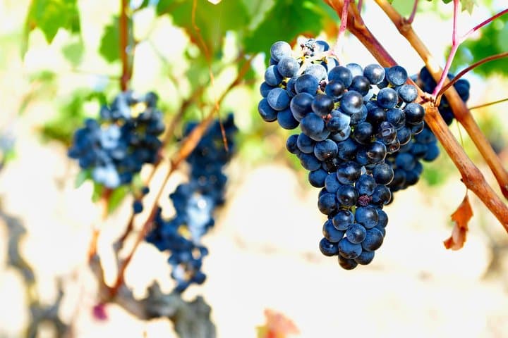 Private La Rioja Wine Tour with Tastings & Lunch – Full Day