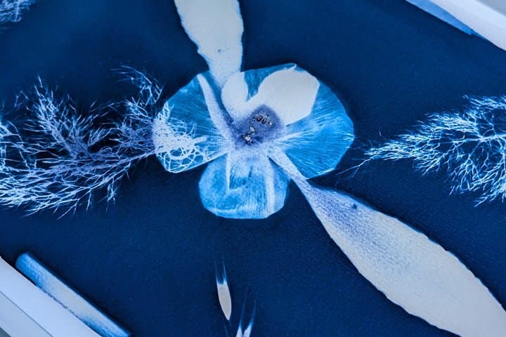 Sunprints - A cyanotype workshop in nature with picnic