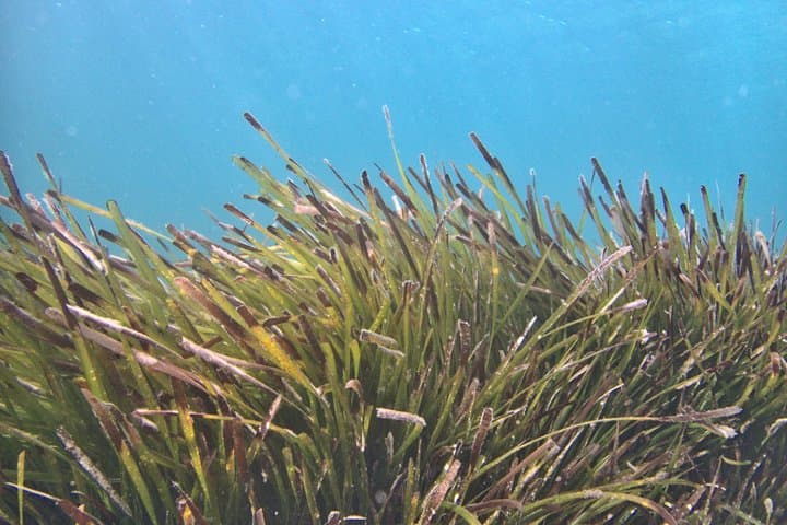 Menorca Private Snorkeling with Local Underwater Guide in Fornells