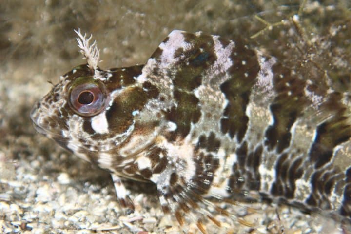 Menorca Private Snorkeling with Local Underwater Guide in Fornells