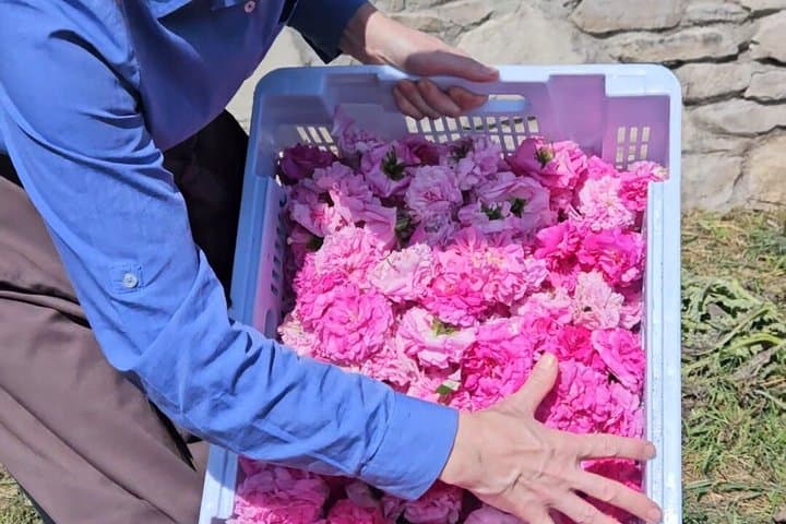 Damask Rose Harvest Experience in Barcelona