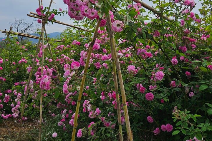 Damask Rose Harvest Experience in Barcelona