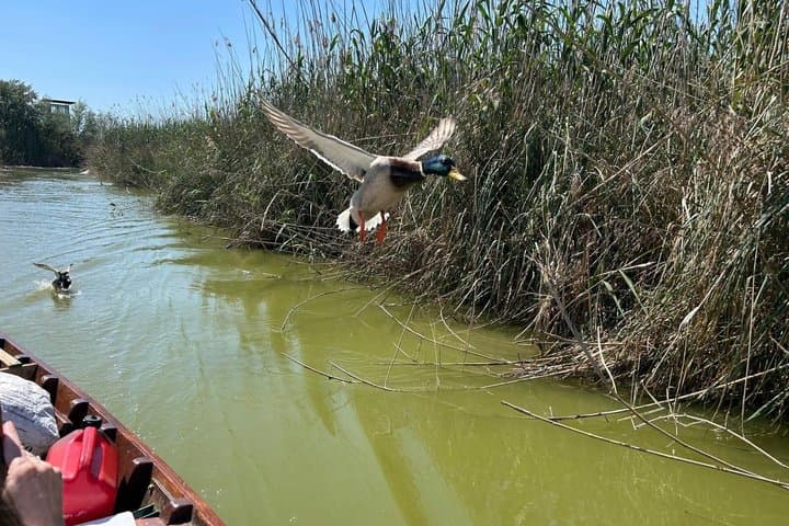 Private Tour Valencia Albufera : Paseo Barca, 4x4, Nature