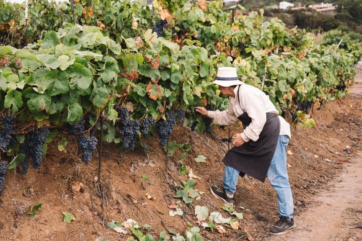 Volcanic Wine Tour: Heritage Vineyards & Tasting at Tenerife