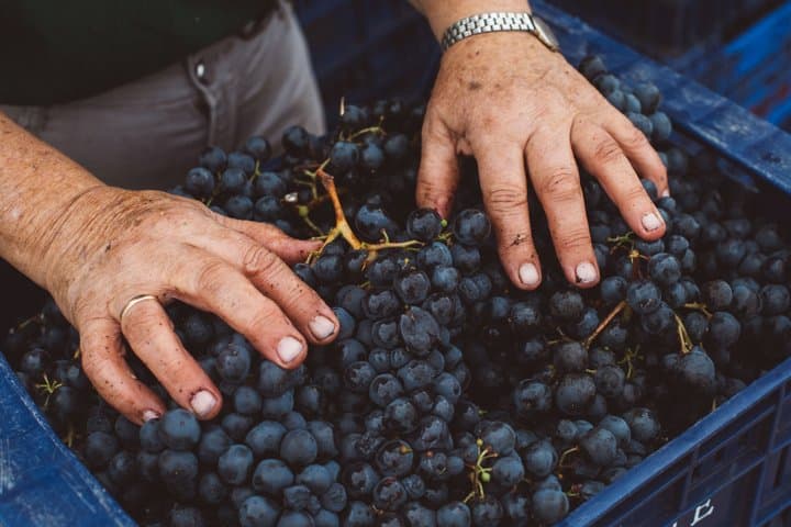 Volcanic Wine Tour: Heritage Vineyards & Tasting at Tenerife
