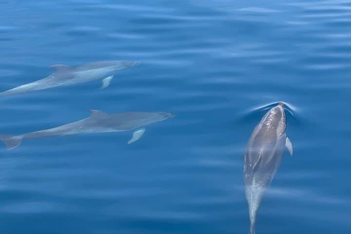 2 hours Private Yacht trip drinks and dolphin from Fuengirola