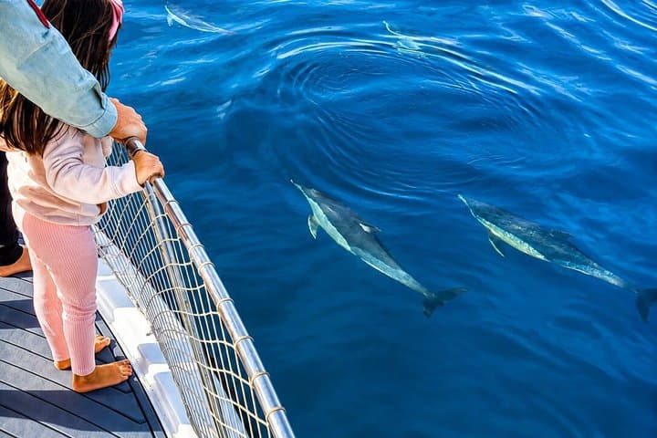 Private Dolphin Search Yacht Experience - Cava & Snacks