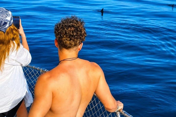 Private Dolphin Search Yacht Experience - Cava & Snacks