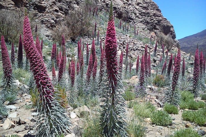 Tenerife : Tour to Teide National Park