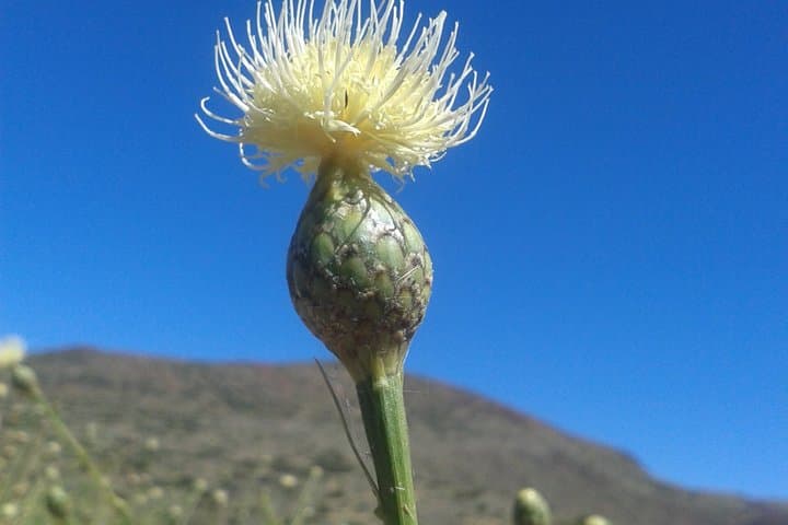 Tenerife : Tour to Teide National Park
