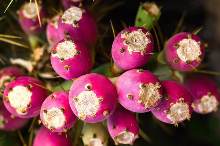 Finca Tuno Canarias – Red Cactus Farm Experience & Tasting