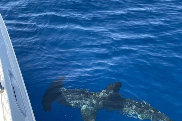 Most Famous Catamaran in Tenerife Island - Unlimited Drinks