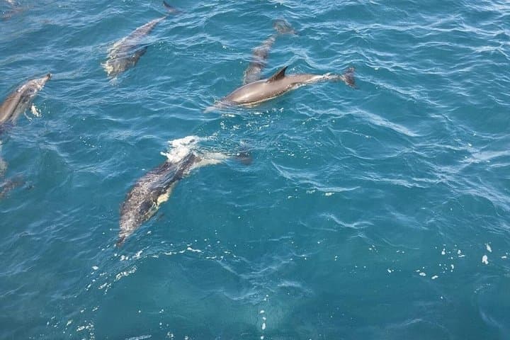 Sailing boat Algeciras Bay with Dolphins and Tapas
