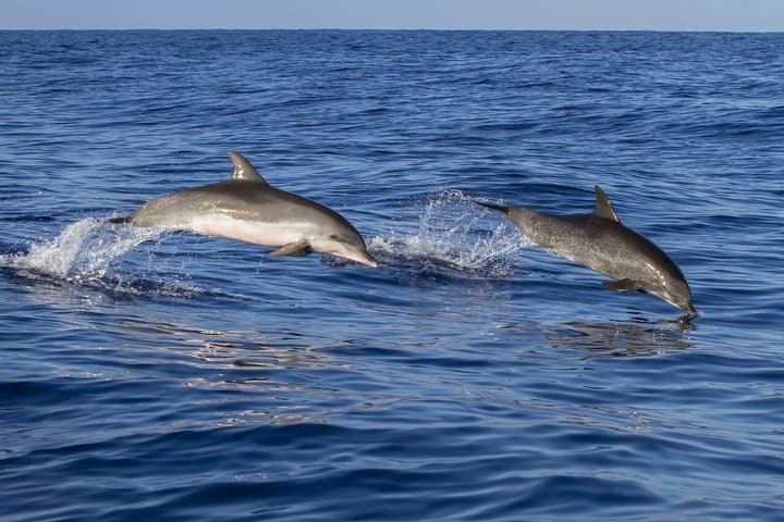 Sailing boat Algeciras Bay with Dolphins and Tapas
