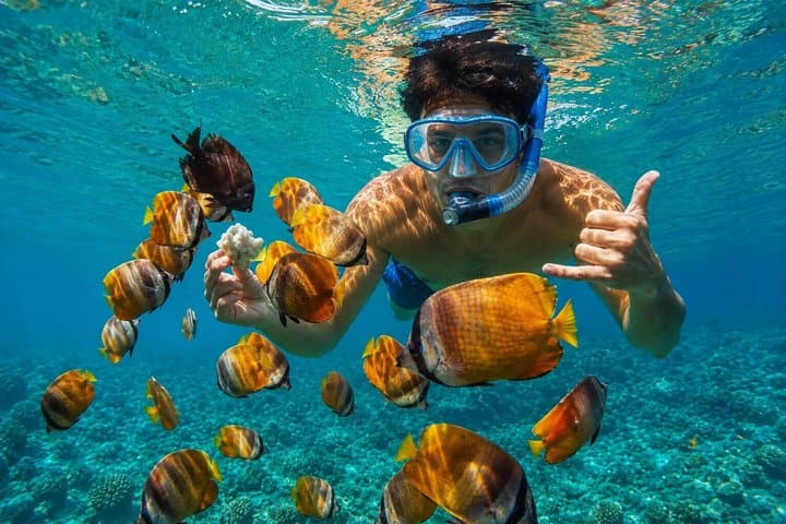Deepfin snorkeling adventure in Tenerife Marine life exploration