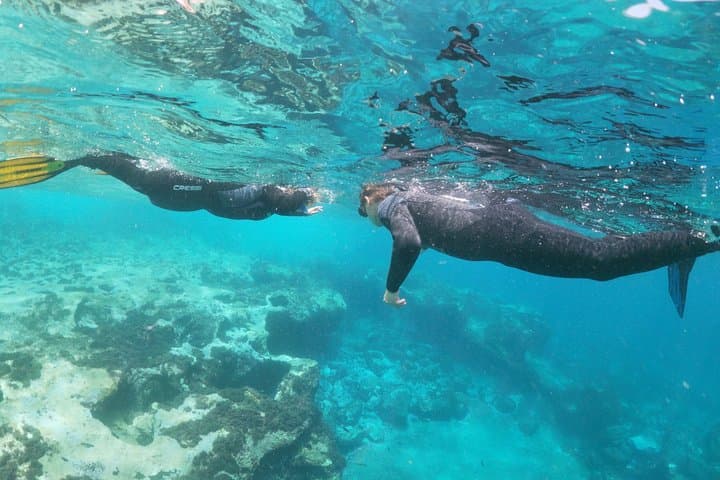 Deepfin snorkeling adventure in Tenerife Marine life exploration