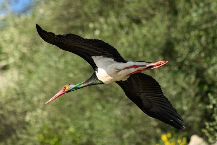 Ornithological Navigation by the International Private Boat Tagus