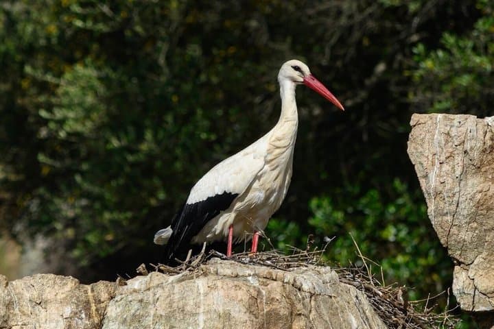 Ornithological Navigation by the International Private Boat Tagus