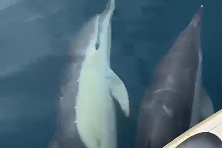 New 2026!! Unlicensed boat for dolphin watching