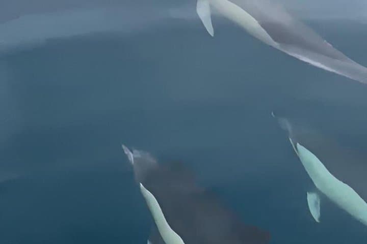 New 2026!! Unlicensed boat for dolphin watching