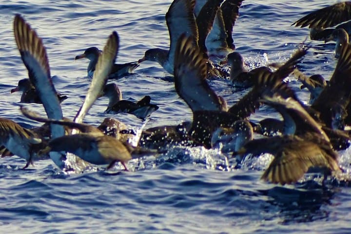 Boat Tour Discovering El Hierro Custom Private Tour