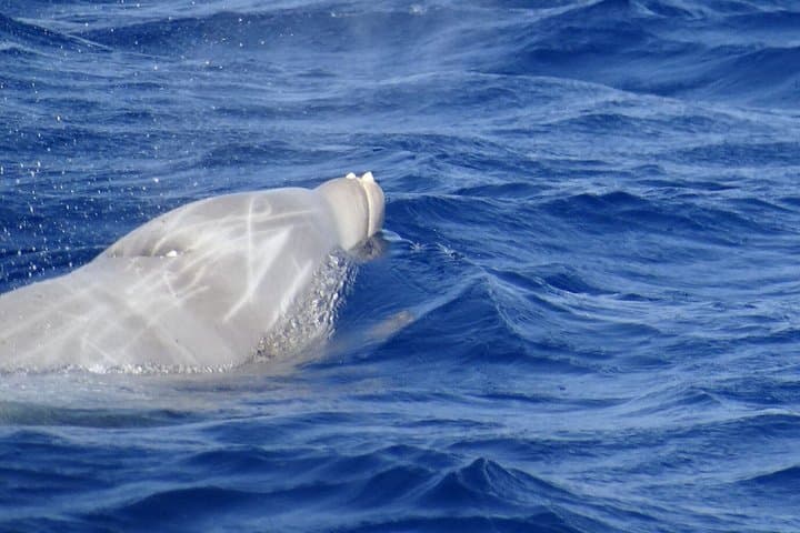 Boat Tour Discovering El Hierro Custom Private Tour