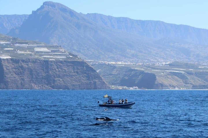 Coastal excursion with cetacean search island of La Palma